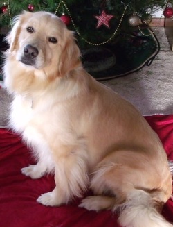 Puppy News Cunningham Golden Retrievers